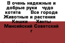 В очень надежные и добрые руки - чудо - котята!!! - Все города Животные и растения » Кошки   . Ханты-Мансийский,Советский г.